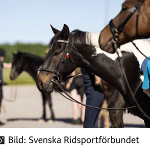ARTIKEL FRÅN RIDSPORTSFÖRBUNDET OM KLUBBEN